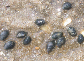 Mud Dog Whelk